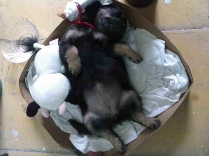 La foto de tu mascota! - 1