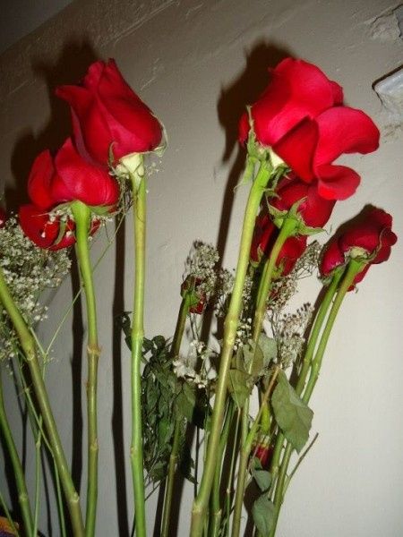rosas de mi amor