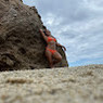 Rocio