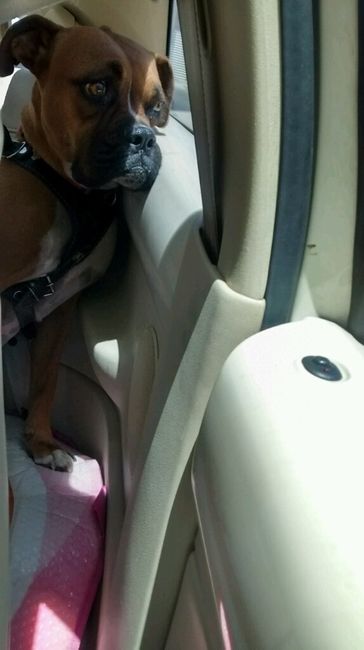 Presenten mascotas.... - 4