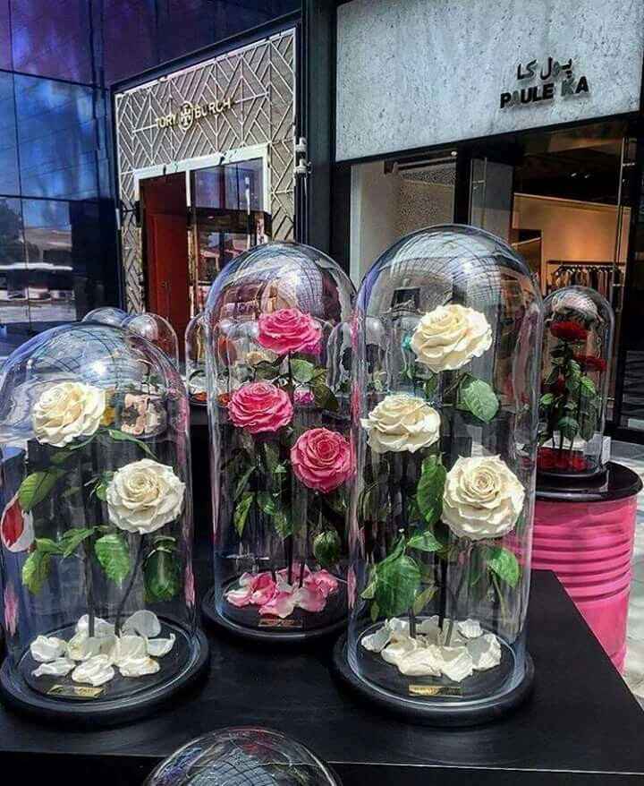 Rosas encapsuladas. - 4