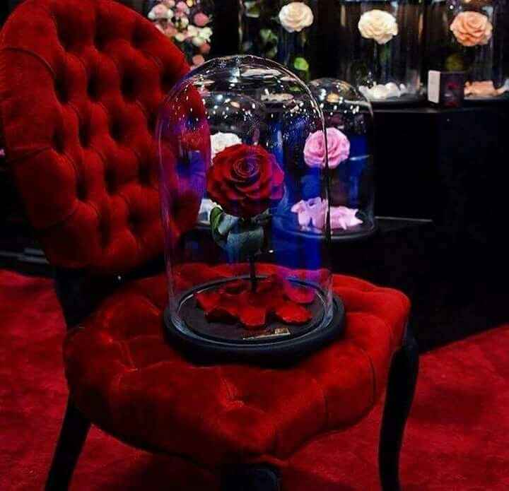 Rosas encapsuladas. - 7