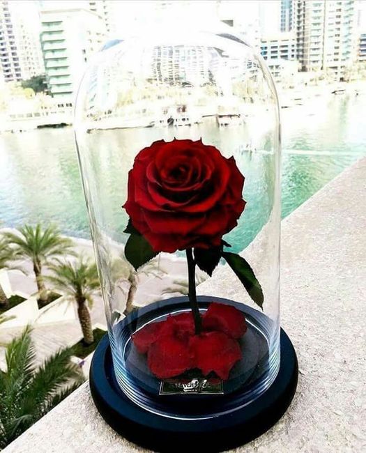 Rosas encapsuladas. - 6