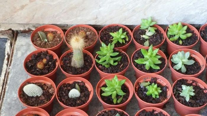 Suculentas para los invitados🌱 - 1