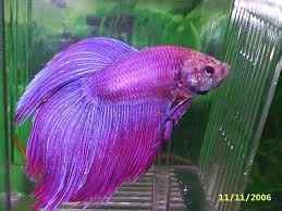 pez betta