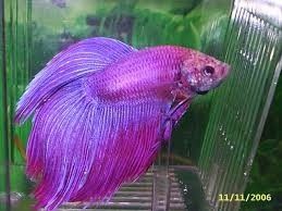 pez betta