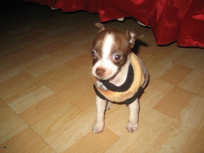 La foto de tu mascota! - 1