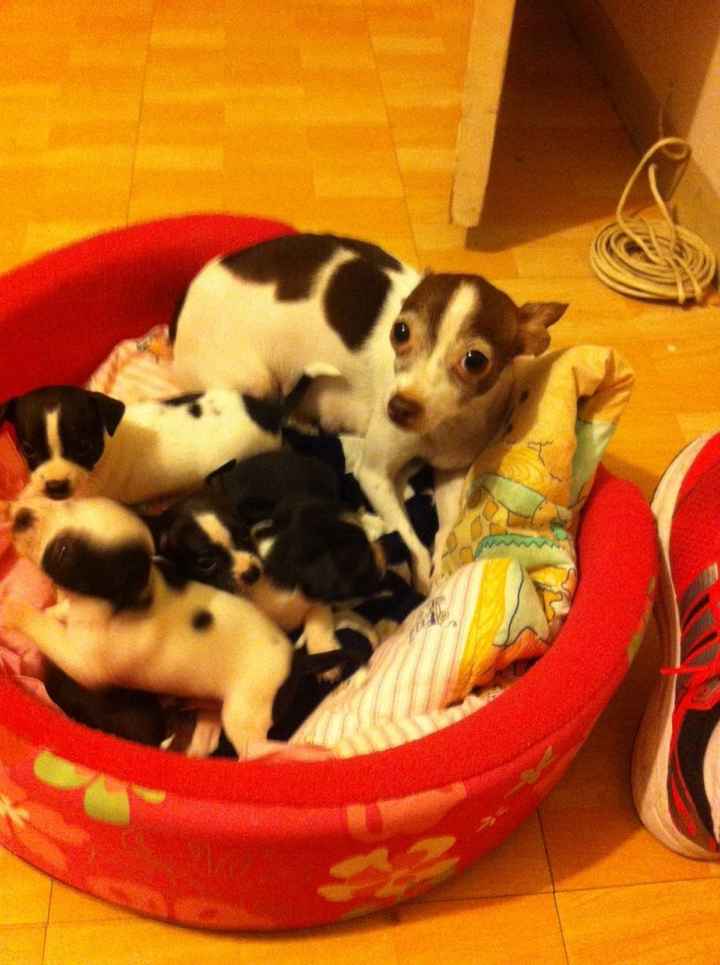 La foto de tu mascota! - 2