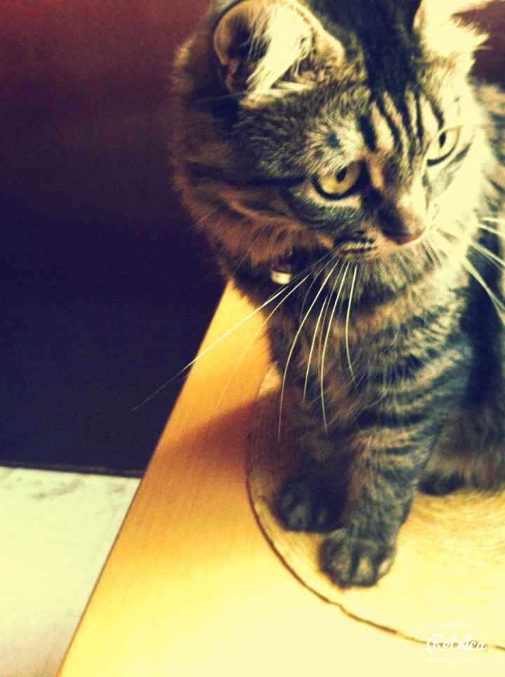 La foto de tu mascota! - 1