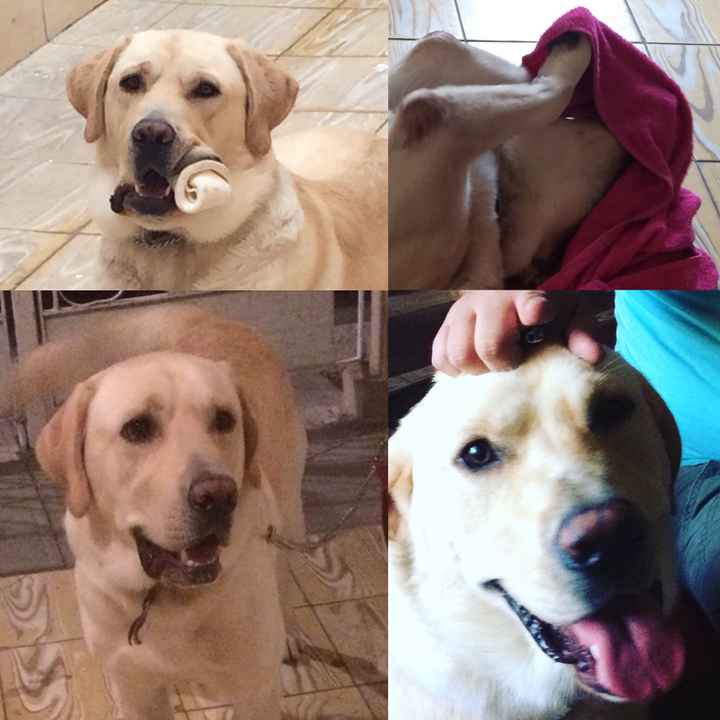  Save the date con perros - 1