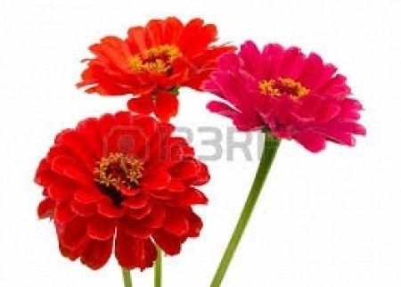zinnia