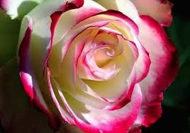 Rosa con colorante vegetal