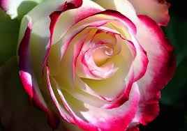 Rosa con colorante vegetal