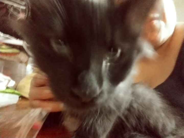 Mascotas para recien casados :) - 1