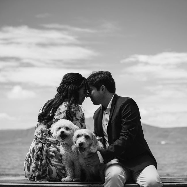 La Mascota en la Boda 🐶 - 1