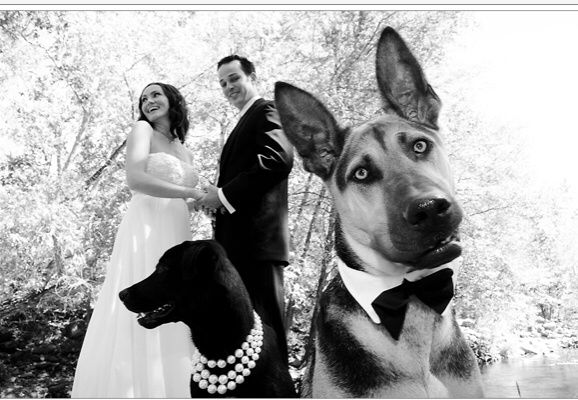 Sesión Trash the Dress con Perritos 🐶 - 1