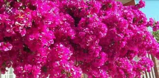 Color bugambilia es ... - 3