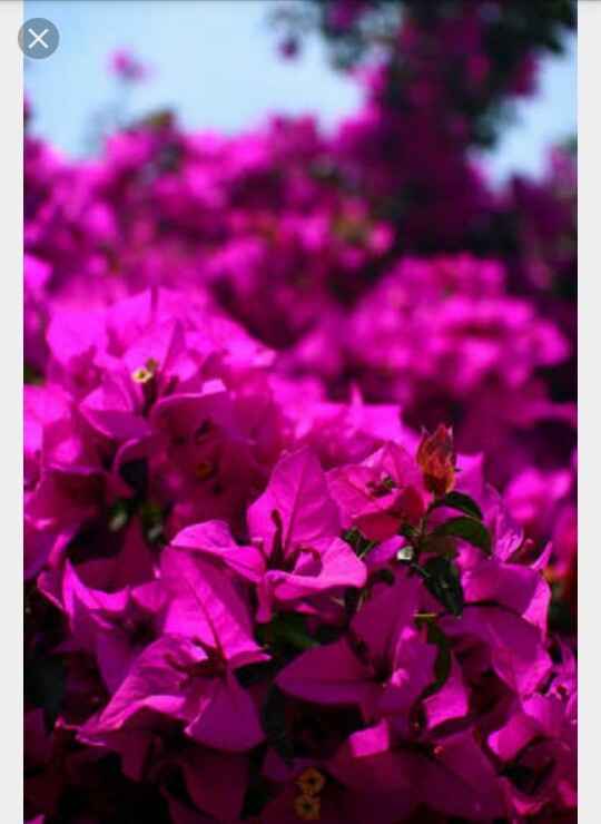 Color bugambilia es ... - 5