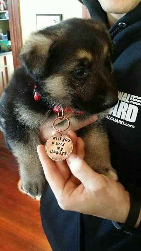 Pedida de mano perruna??? - 2