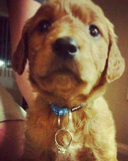 Pedida de mano perruna??? - 4