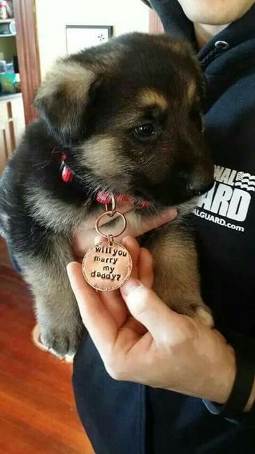 Pedida de mano perruna??? - 2