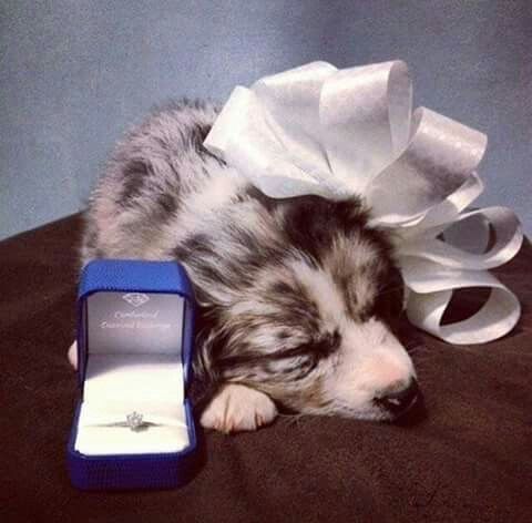 Pedida de mano perruna??? - 3