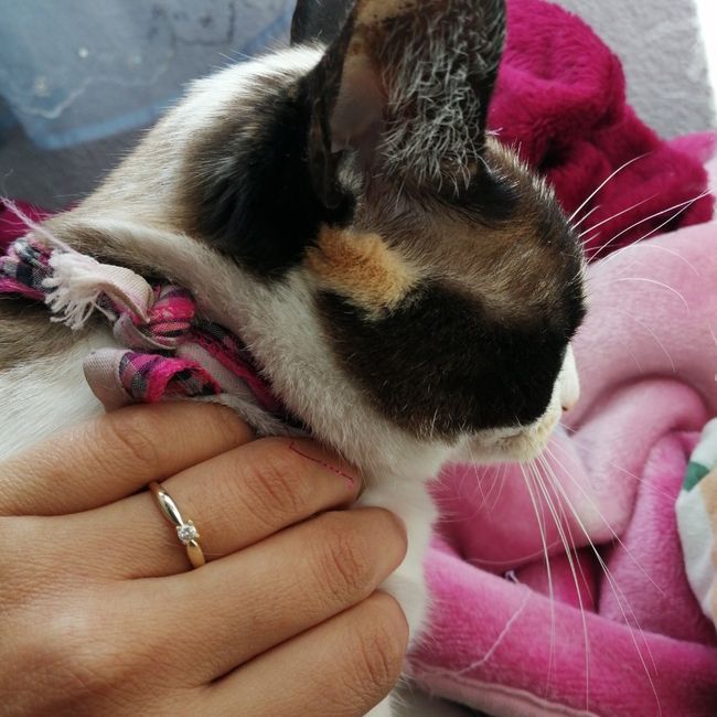 Mi anillo de compromiso, Mónica - 1