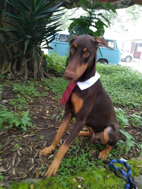 ¡Crash también llevó su cambio formal y se veía muy guapo!