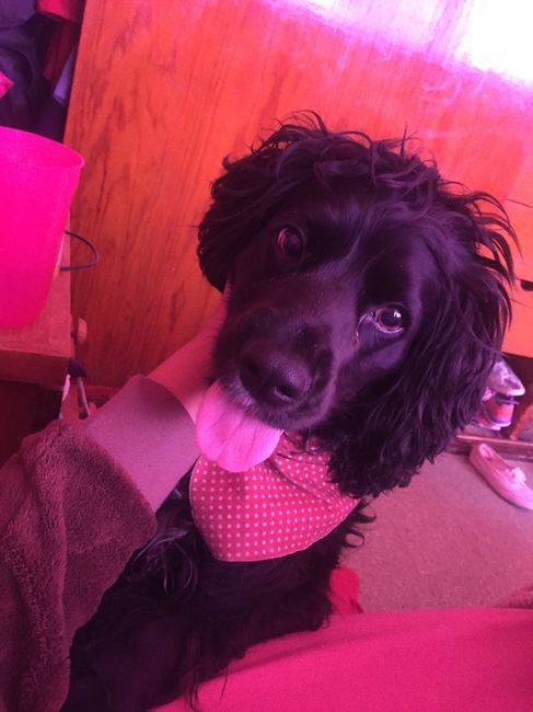 5 tips para incluir a tu perrhij@ en el save the date - 1