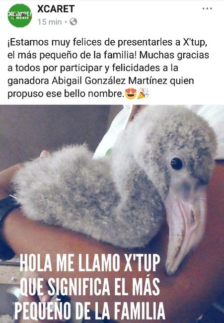 Gane pases para Xcaret - 1