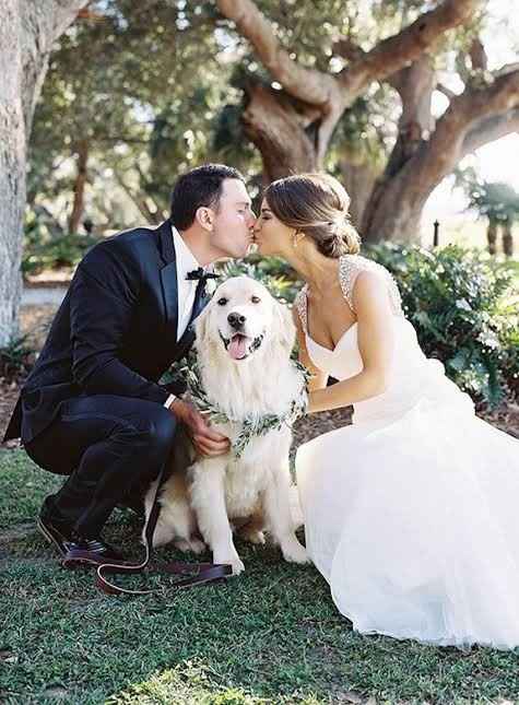 Mascotas en la Boda - 1