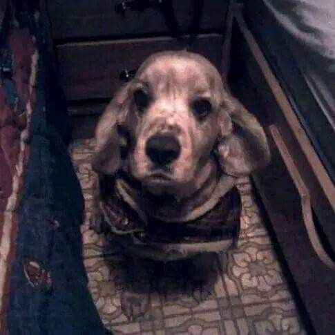  Triste por mi perrito 😭 - 1