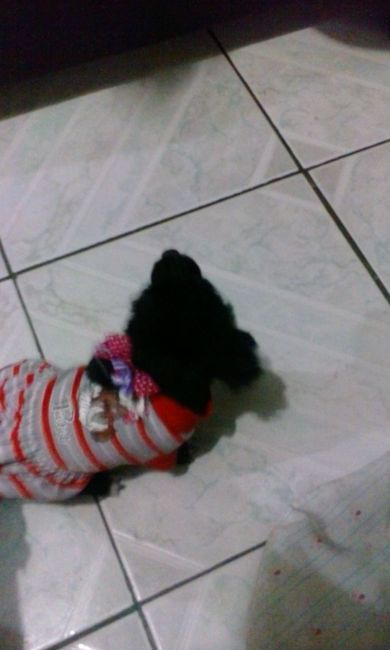 La foto de tu mascota! - 1