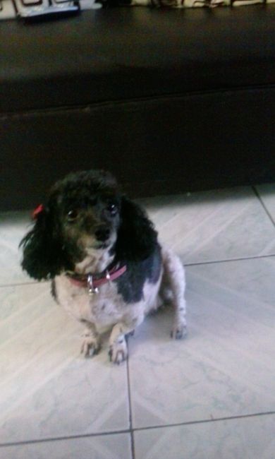 La foto de tu mascota! - 2