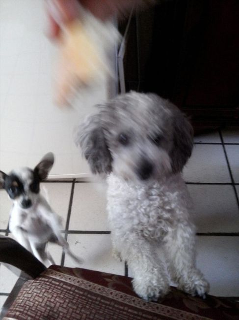 Presenten mascotas.... - 1