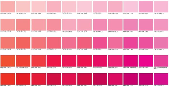 Una gran variedad de rosas