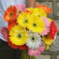 Flor - 2