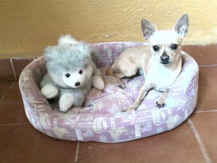 ¿dejarán alguna mascota con sus papás cuando se casen? - 1