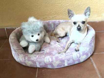 ¿dejarán alguna mascota con sus papás cuando se casen? - 1