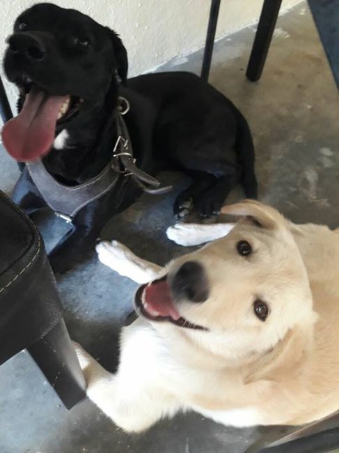 Mascotas para recien casados :) 3