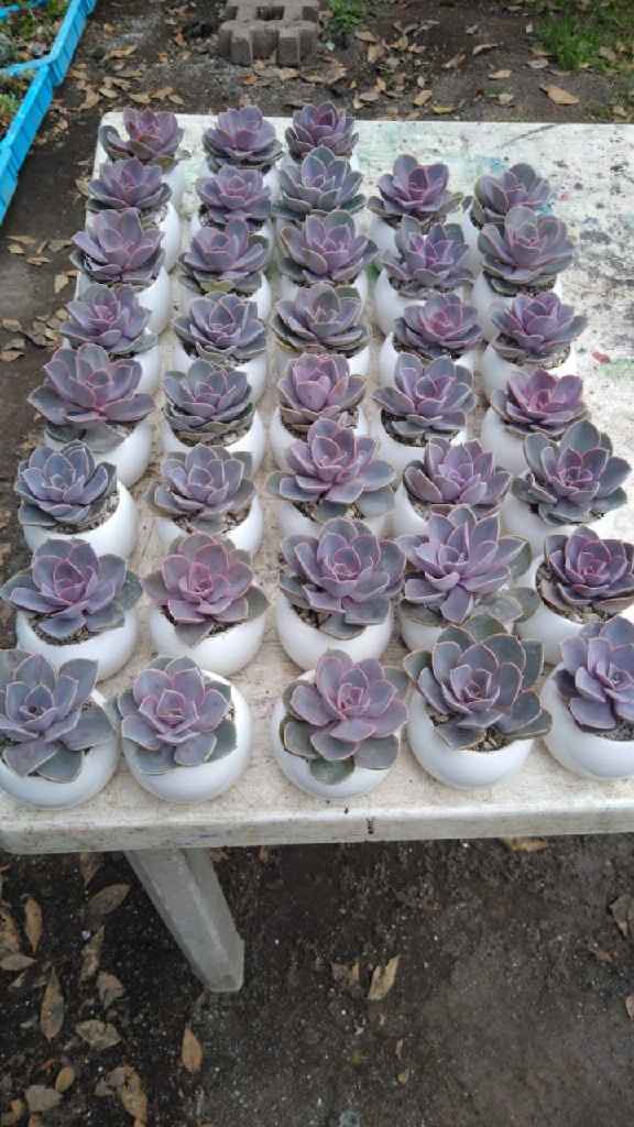 Listos los recuerdos de plantitas😉 - 2