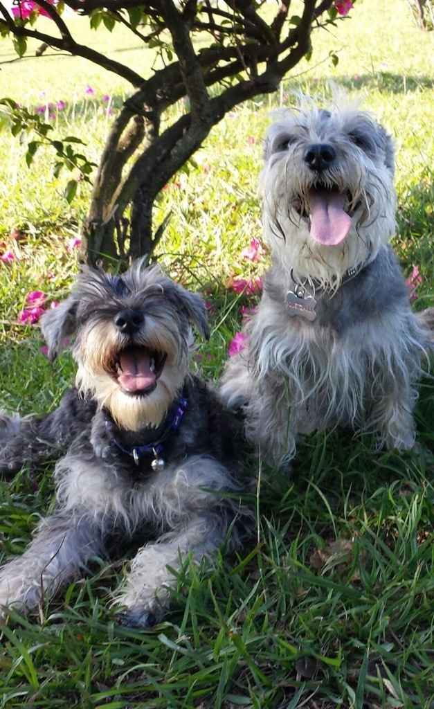 Tiempo de presumir a sus amigos peludos, quien tiene mascotas :d!! - 1