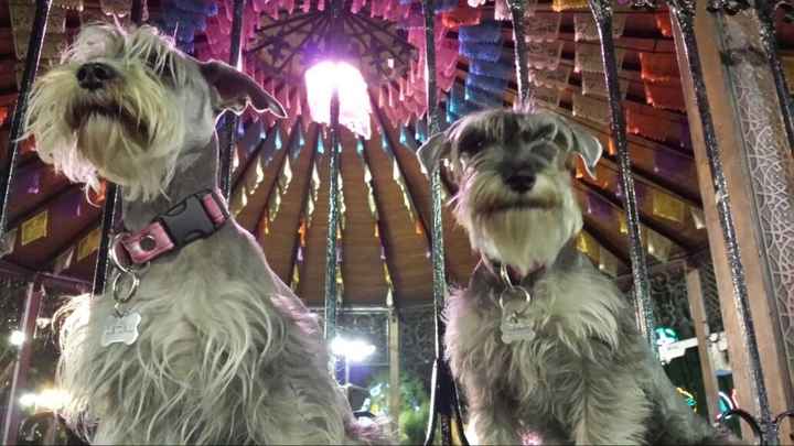 Tiempo de presumir a sus amigos peludos, quien tiene mascotas :d!! - 2