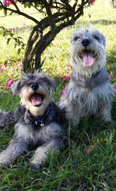 Tiempo de presumir a sus amigos peludos, quien tiene mascotas :d!! - 1