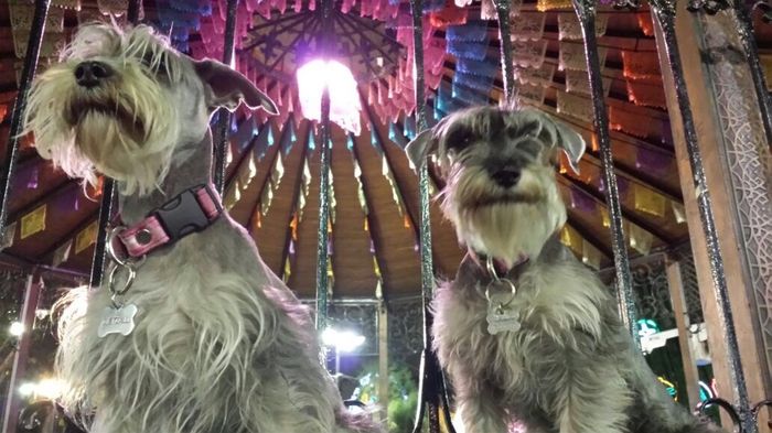 Tiempo de presumir a sus amigos peludos, quien tiene mascotas :d!! - 2