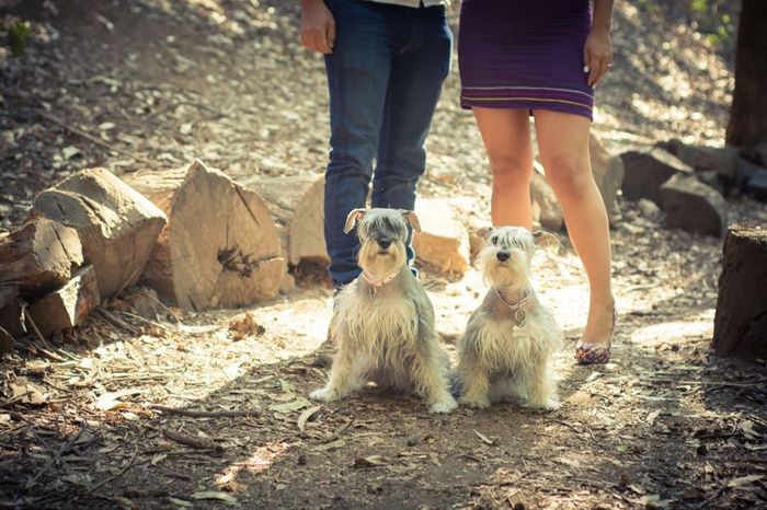 ¿Tu perro estará presente en tu boda? - 1