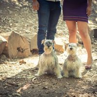 ¿Tu perro estará presente en tu boda? - 1