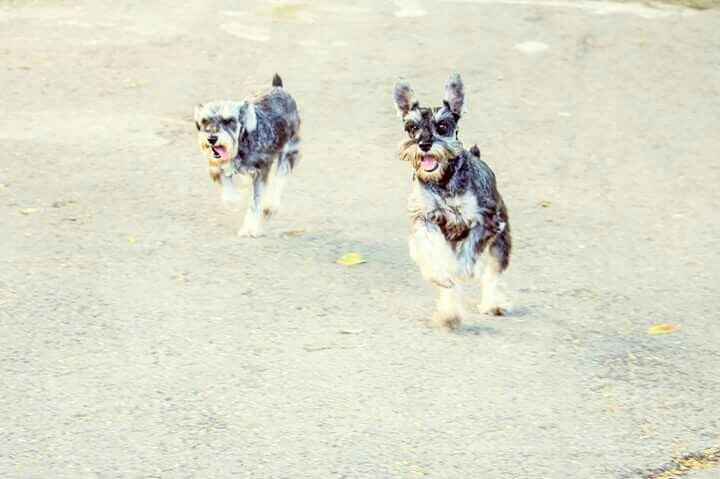 Ustedes ya tiene mascota para su futuro o ya hogar?? - 1