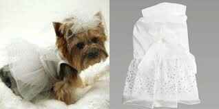 Las mascotas y el gran día - 2