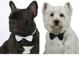 Las mascotas y el gran día - 3